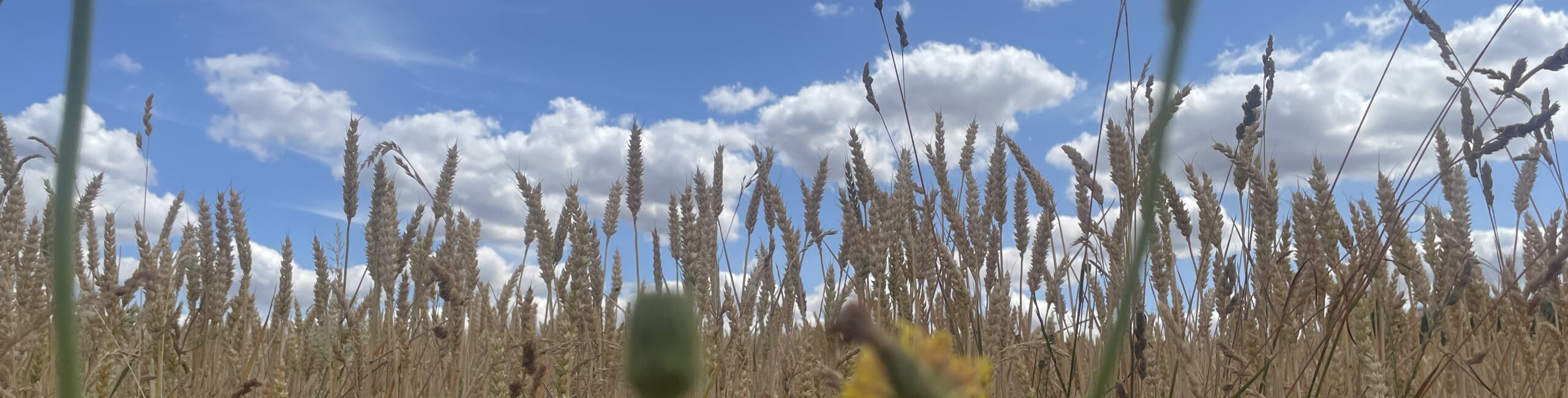 IMG_3557 Close up shot of wheat growing. Blurred in the foreground is a marigold head. A blue sky with clouds in the background