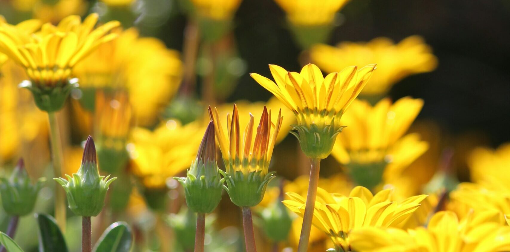 A close up photo of yellow flowers opening in the sunlight from Lisa Barker via Unsplash