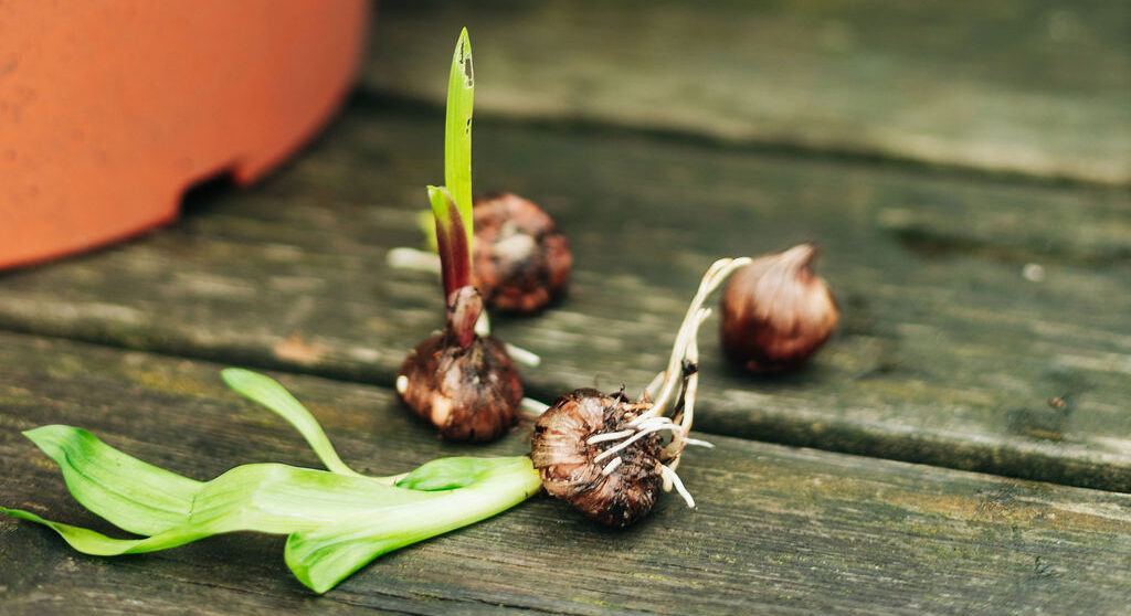 gardening-ebp2025-04 Close up of four bulbs laying on a wooden table with large flower pot to their left