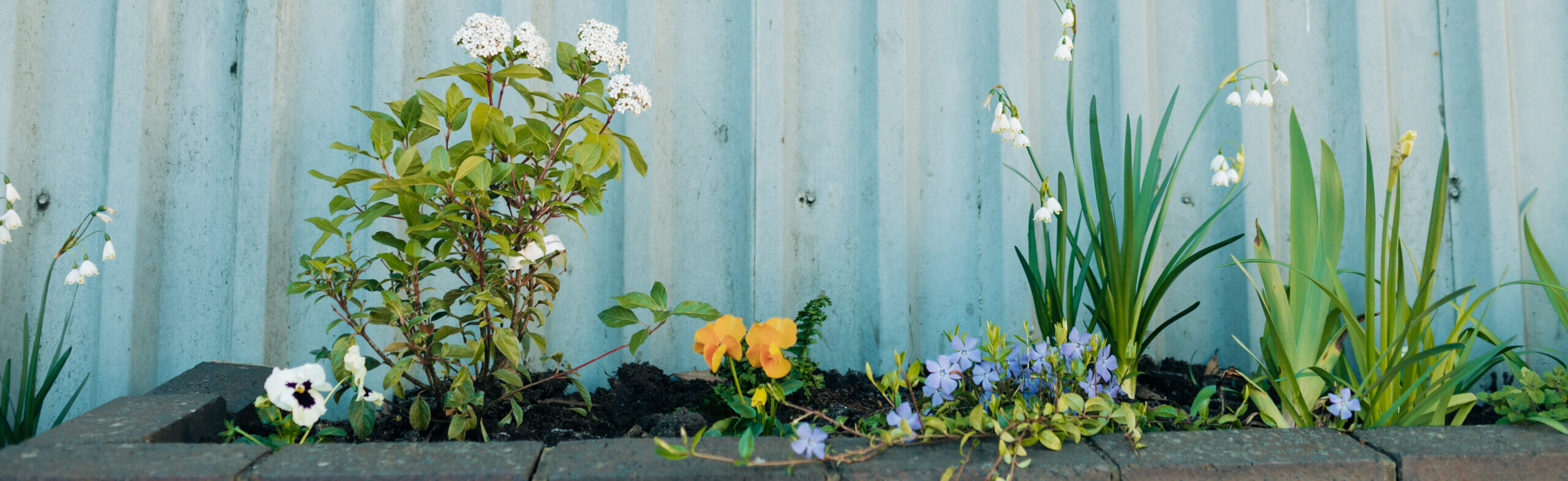 Flowers growing in a bed in front of a grey, corrugated metal fence