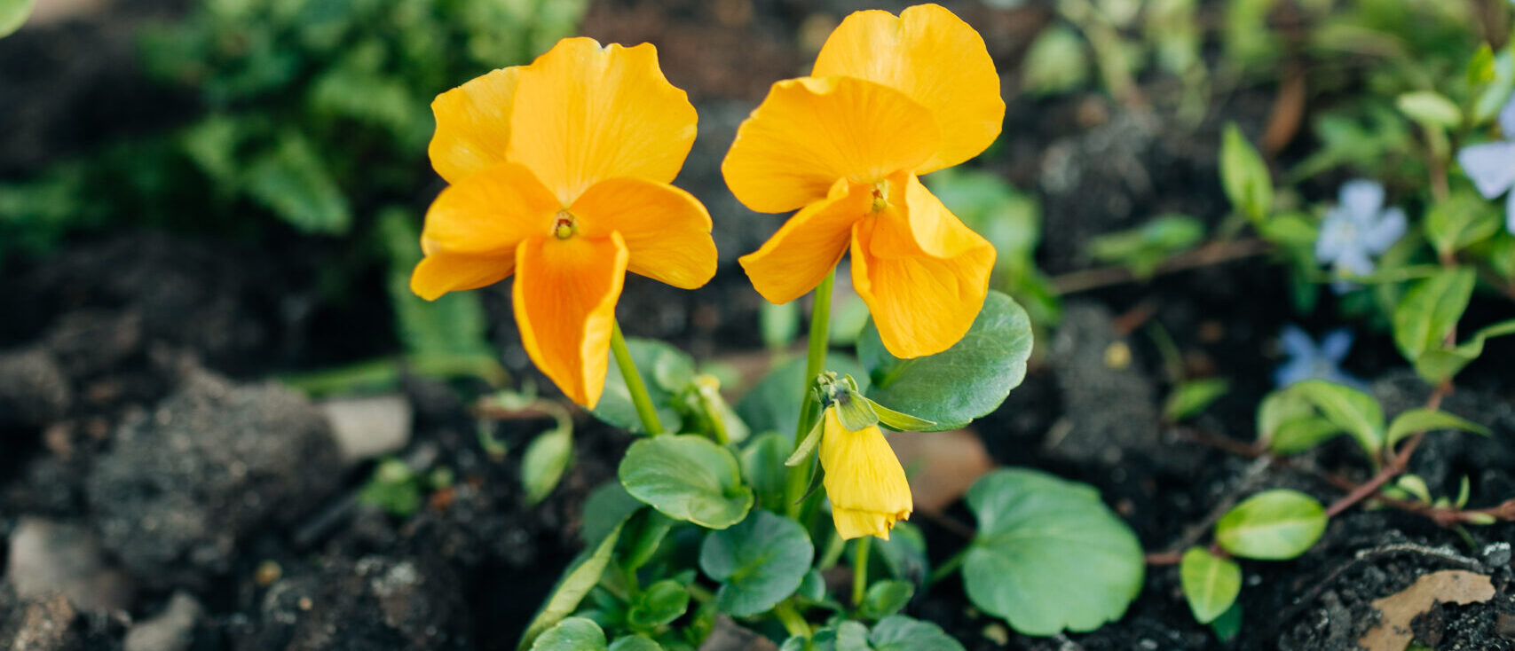 Close up of yellow flowers growing in bed