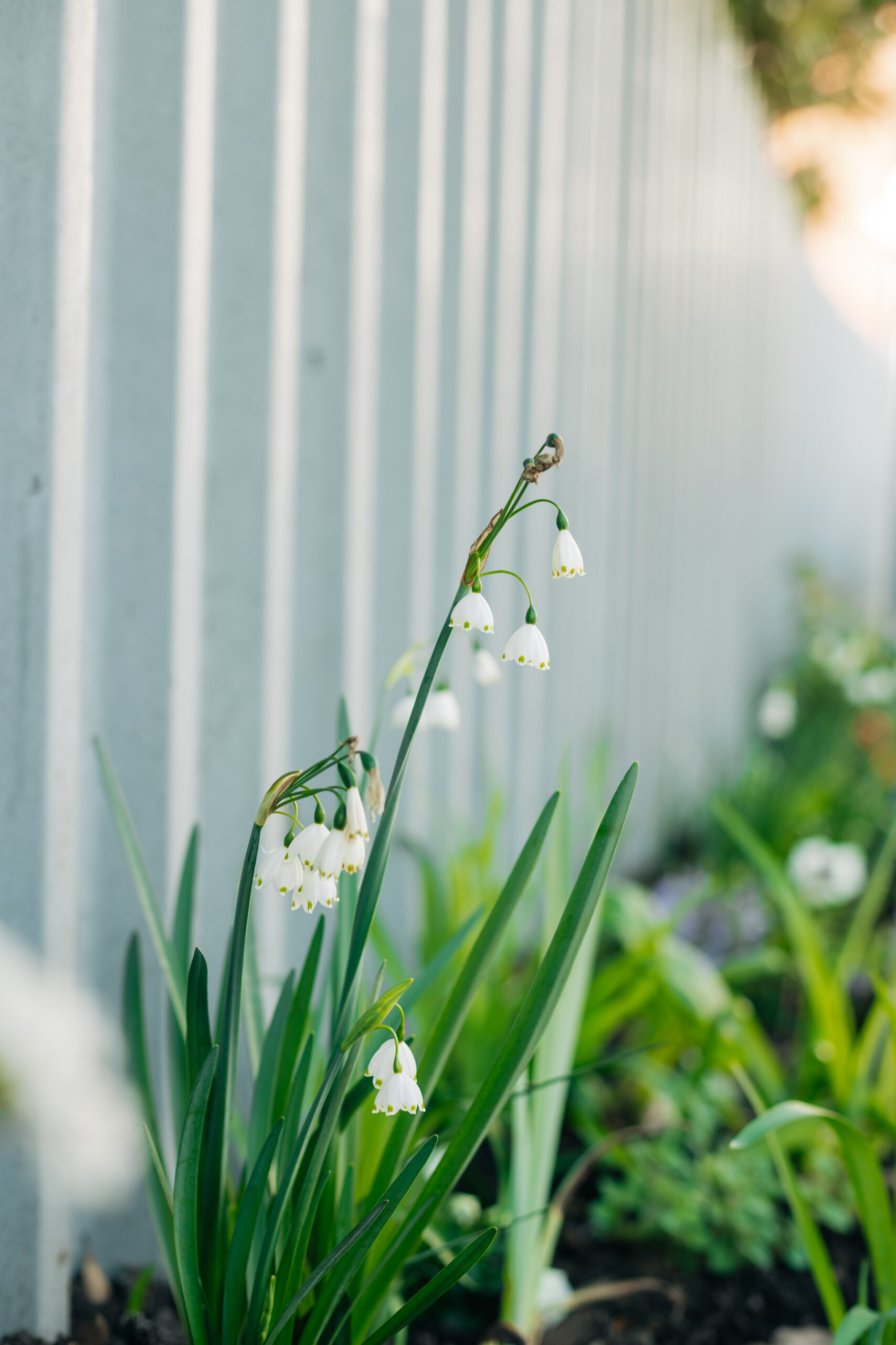 Close up of white snowdrops growing in bed